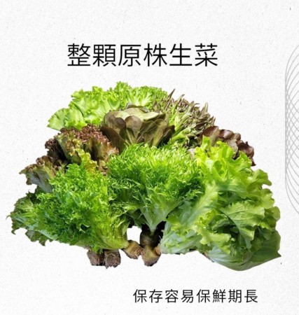 【安全鮮活生菜】(30天窈窕組合)  歐式綜合原株生菜  菜多多組合 (每箱7包) 每週配送一次 共四週 (優惠免運中))